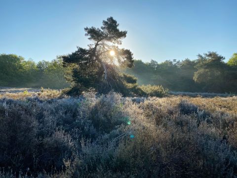 Bospark Garderen - Camping Barneveld - Afbeelding N°4